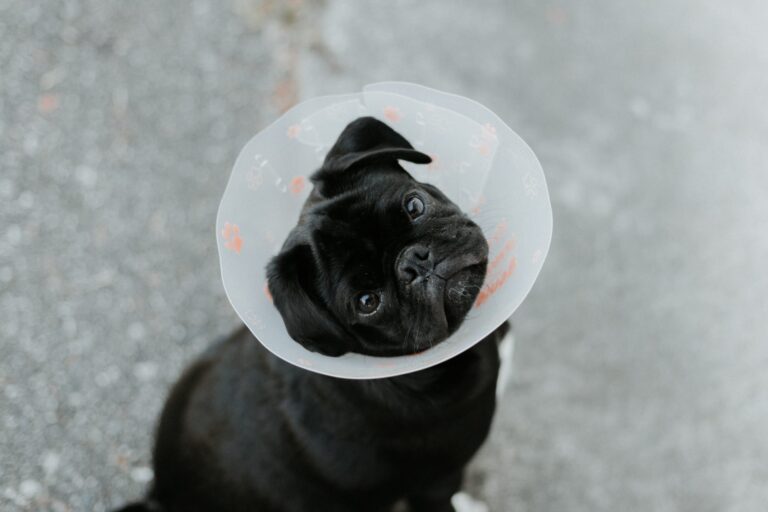 Dog Insurance In Portugal