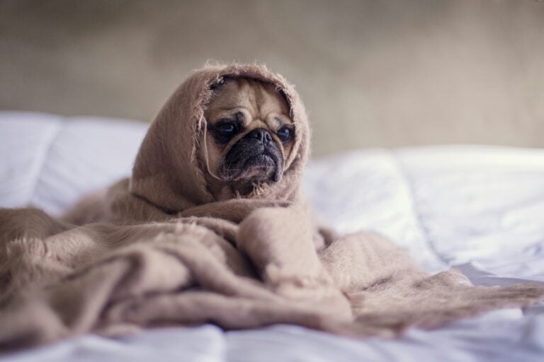Dog Insurance In Greece