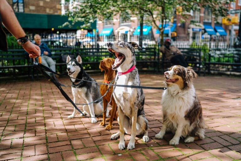 Dog Liability And Health Insurance In France