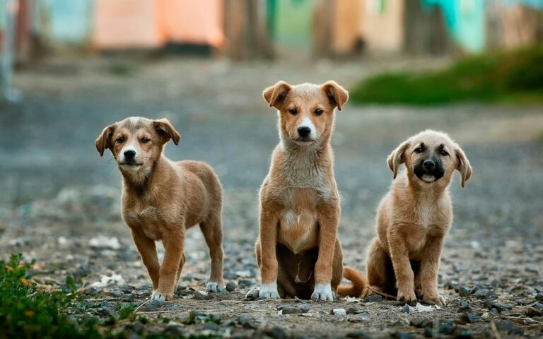 Best Dog Health And Liability Insurance In The UAE
